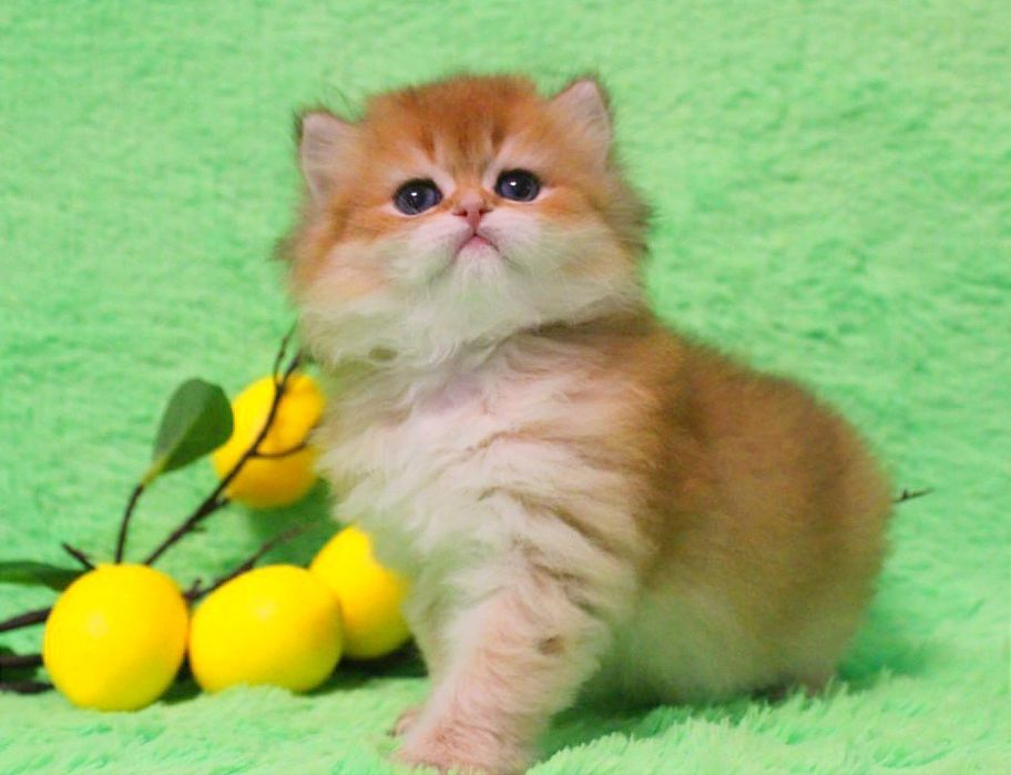 Неймовірна бейбі - золота британочка шукає дім