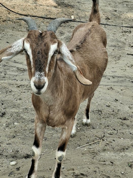 Koza anglonubijska