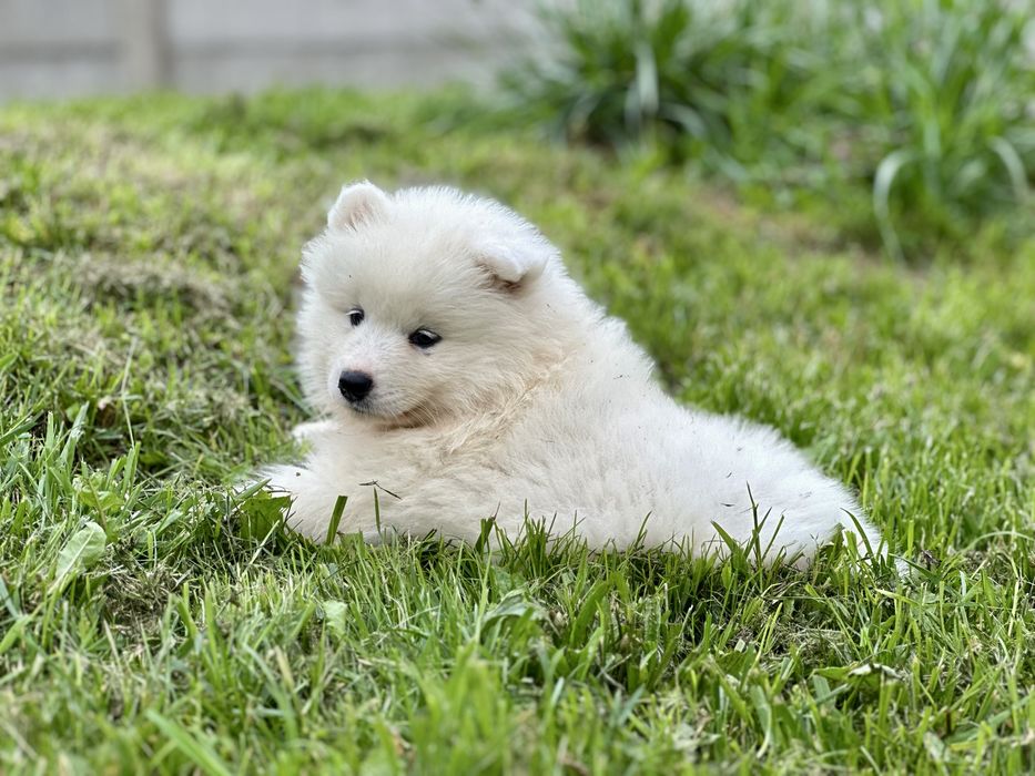 Juz do odbioru! Szczeniak Samoyed