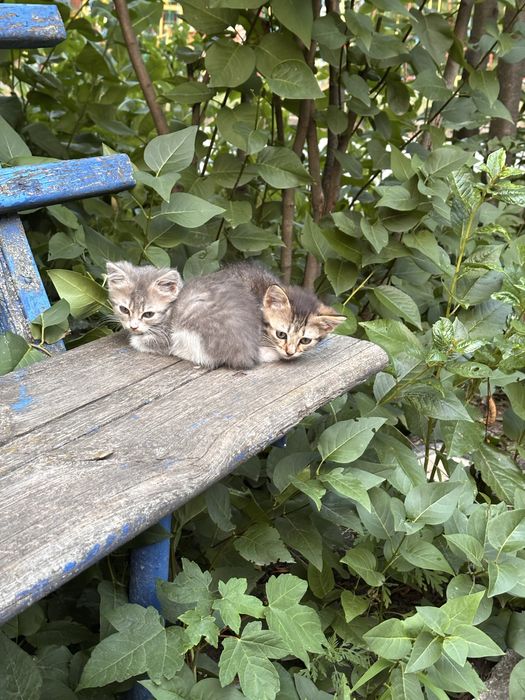 Віддамо кошенят безкоштовно