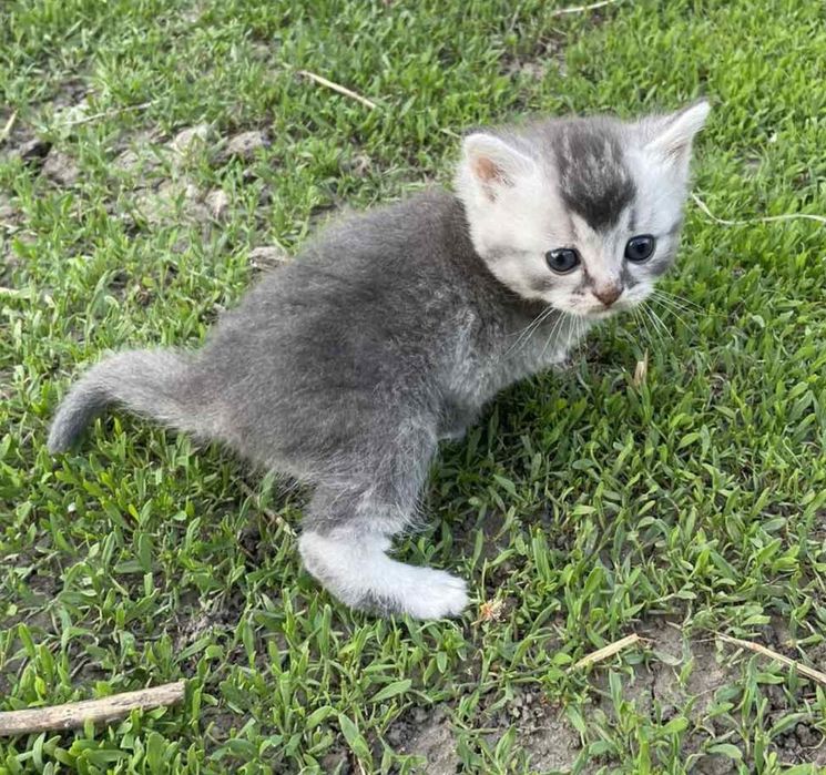 Шотландці,Британці,кошенята, шиншила,серебро , котята