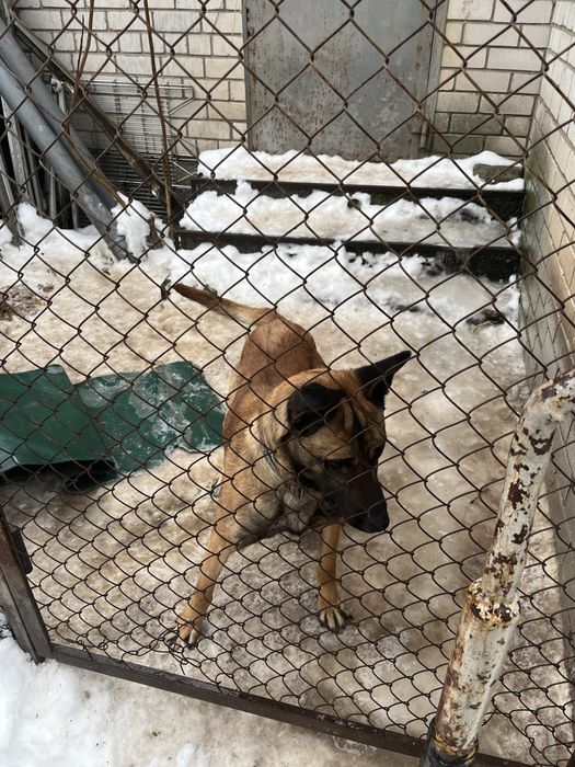 Продам овчарку малинуа