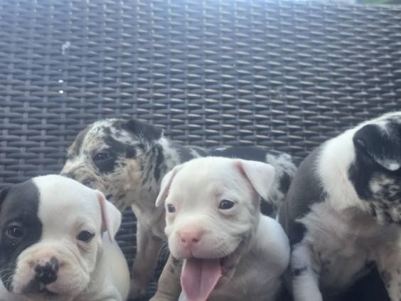 Szczenię American Bully