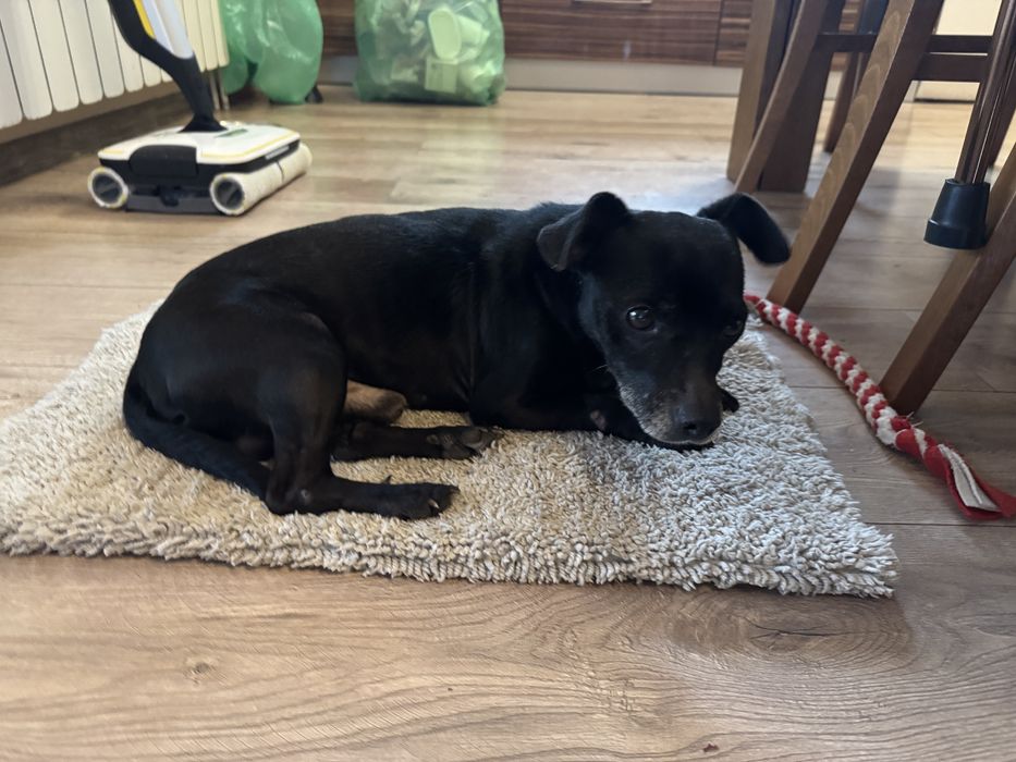 Kundel mały pies do adopcji