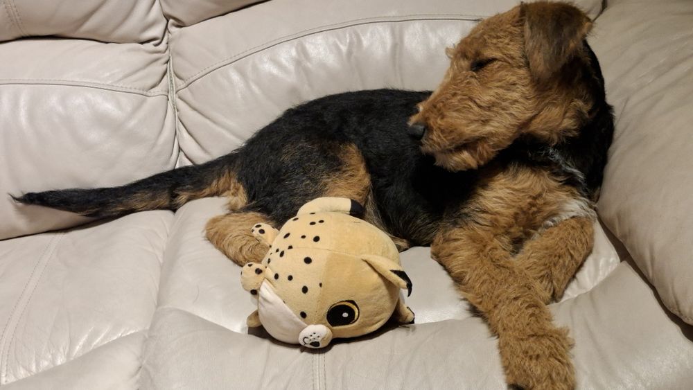 Airedale Terrier ZKwP FCI  pies