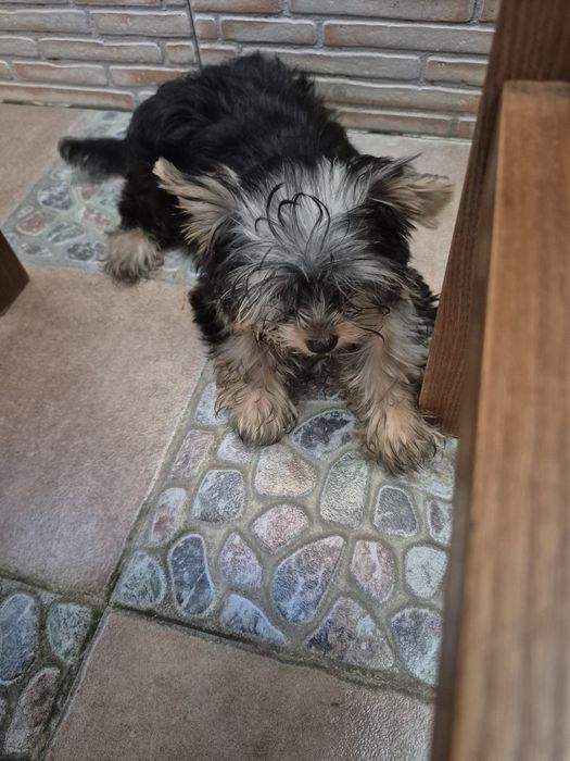 Yorkshire  Terrier Macho  Criadora Registada PT3088FL