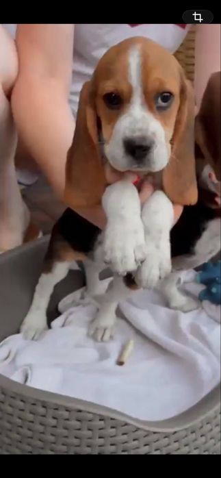 Beagle Tricolor z rodowodem. Możliwość wyrobienia paszportu