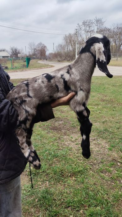 Англо-нубійські 100% кози