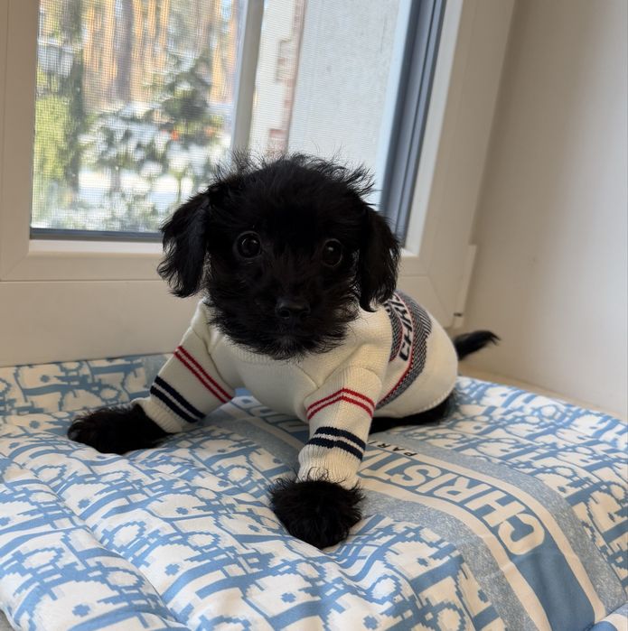 Мальтипу F1 -Слишком хорош чтобы долго ждать