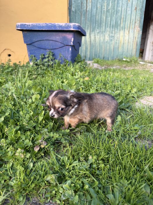 Magnífica menina chihuahua