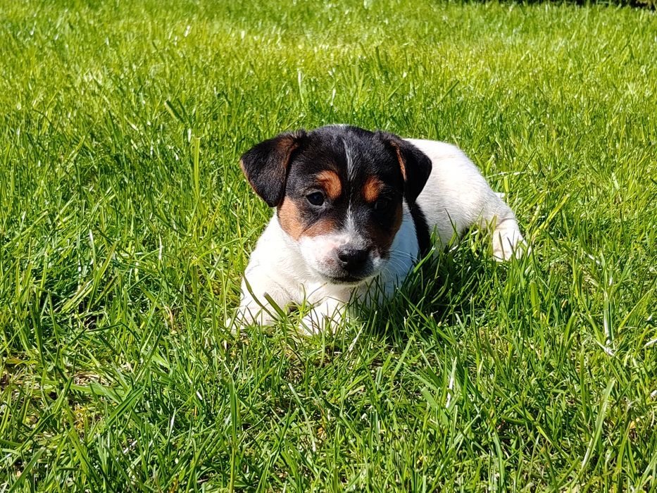 Szczeniak piesek Jack Russell Terrier