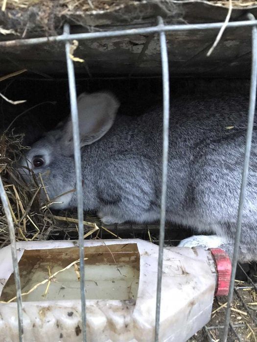 кролики домашні .