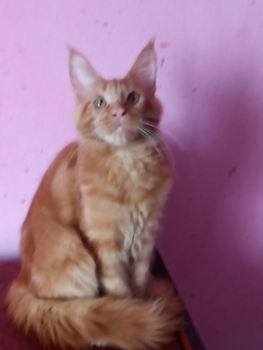 Мейн кун Кент їде до вас