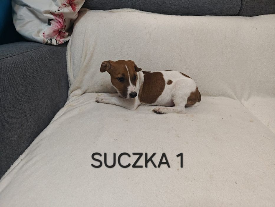 Suszka Jack Russell Terrier