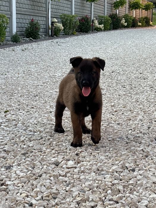 Owczarek belgijski malinois piesek
