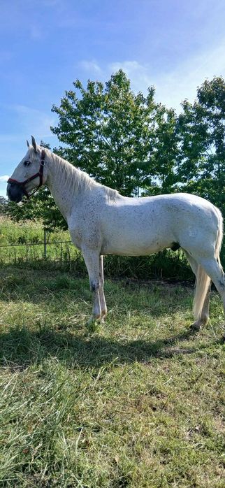 Cavalo    capado