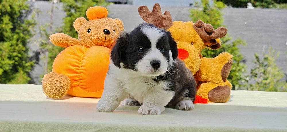 Welsh Corgi Cardigan słodki piesek Yogi Długowłosy Fluffyrodzice z kompletem badań genetycznych