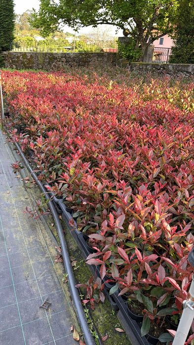 Photinia Carre Rouge Vaso 1,5L 50/70cm