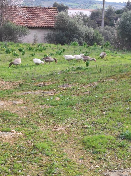 Vendo patos gansos