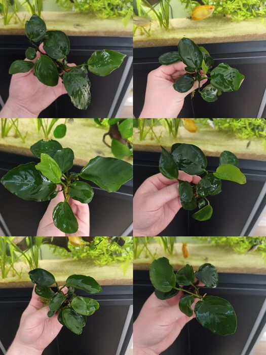 Anubiasy barteri i inne rośliny akwariowe.