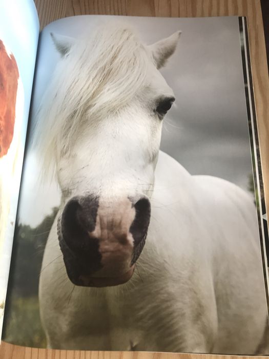 Книга Лошади Коні колекція малюнків і фотографій