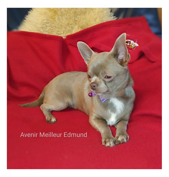 Вязка лиловый Чихуахуа, КСУ, плем-сертификат, стандарт