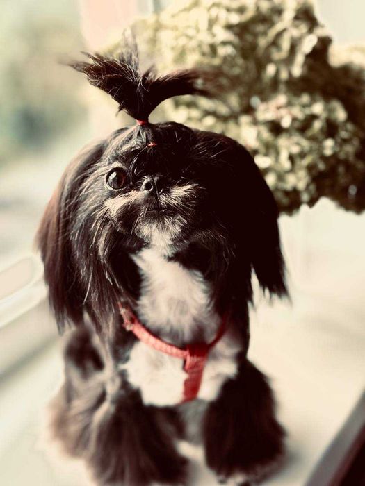 Вязка мини ши тцу империал