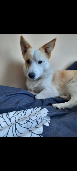 Zaginąl pies - Bedargowo i okolice