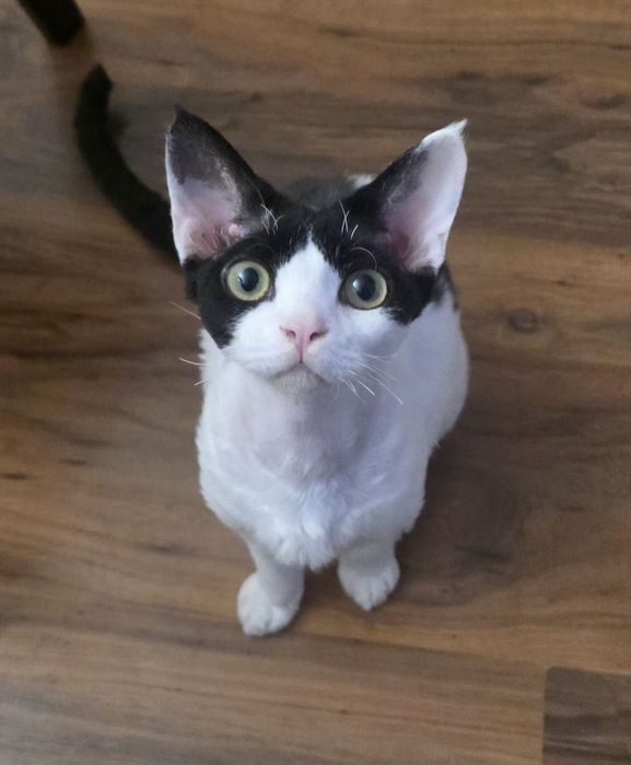 Kolo kocurek  Devon Rex