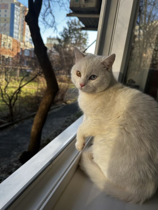 Кіт білий віддам