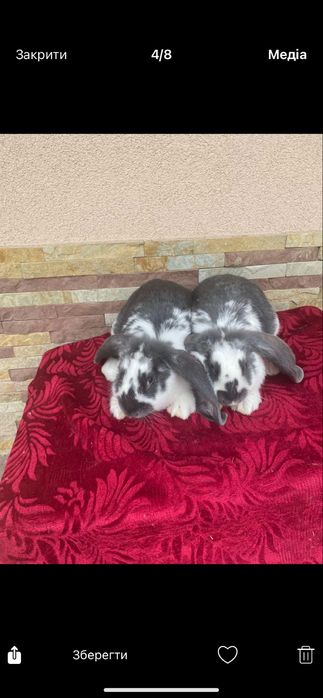 Продам або обмін кролики Французький баран .