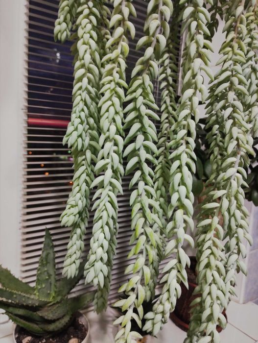 Очиток Моргана цветок суккуленты