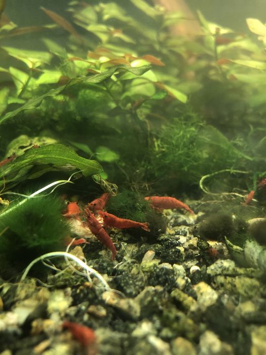 Аквариумные креветки: Blue Dream синяя, красная, оранжевая Сакура