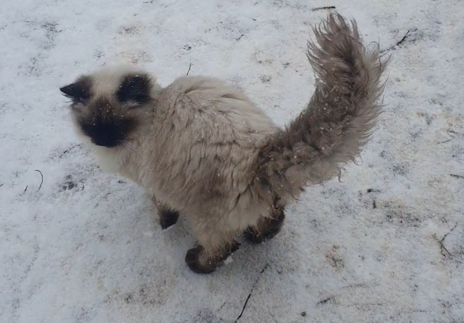 Котята ждут семью.