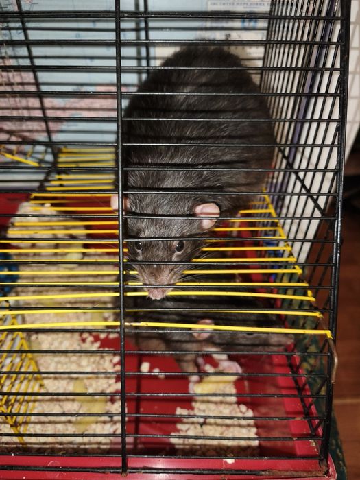 Віддам двох пацюків в гарні руки