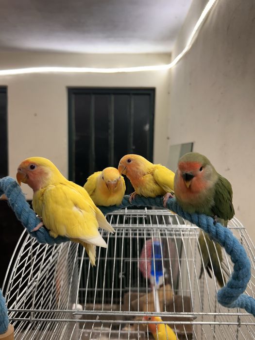 Adapornis Domesticados