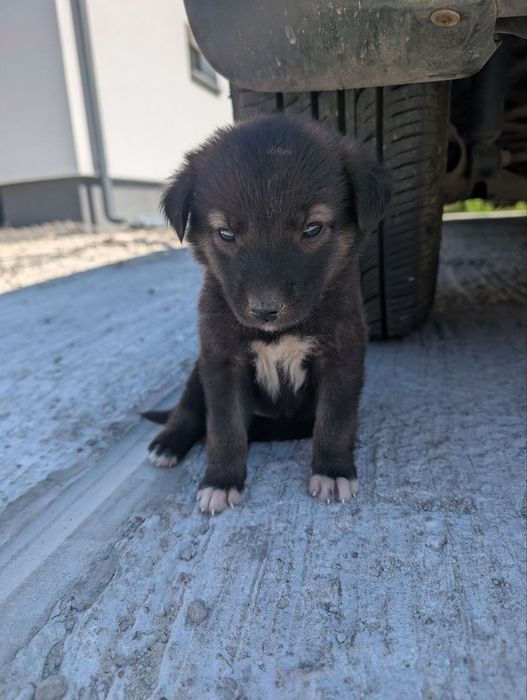 Щенятко цуценя собака самка 2 місяці