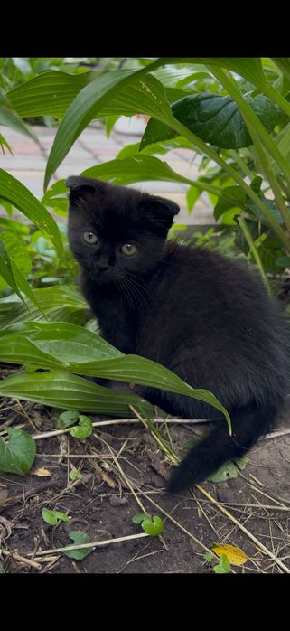 Віддам котенят (кошенят, котят, котиків)
