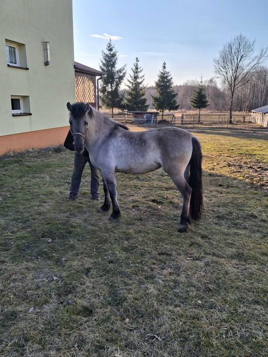 Konik Polski klacz - sprzedam