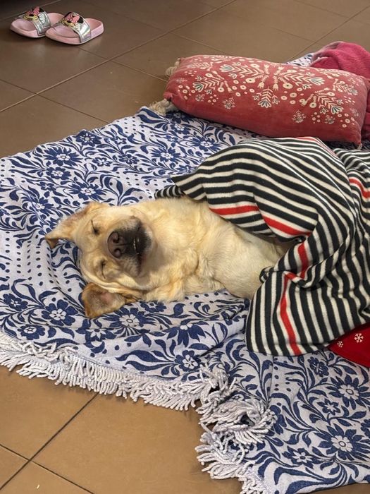 Labradora muito meiga para adoção