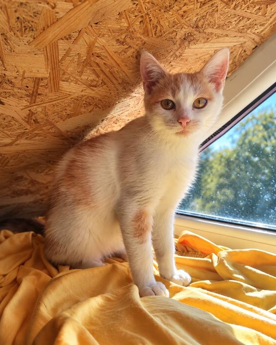 Котик шукає родину