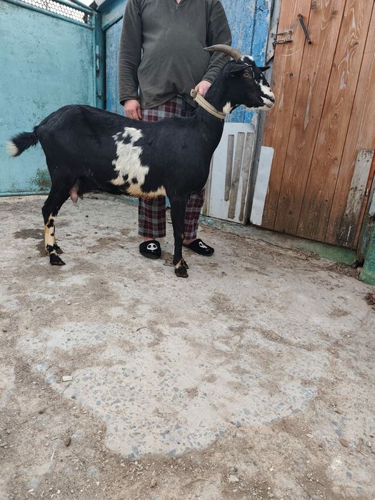 Кози,коза,продається