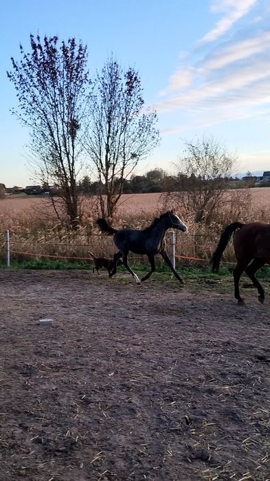 Klaczka Zangersheide po R-Champagne KZ