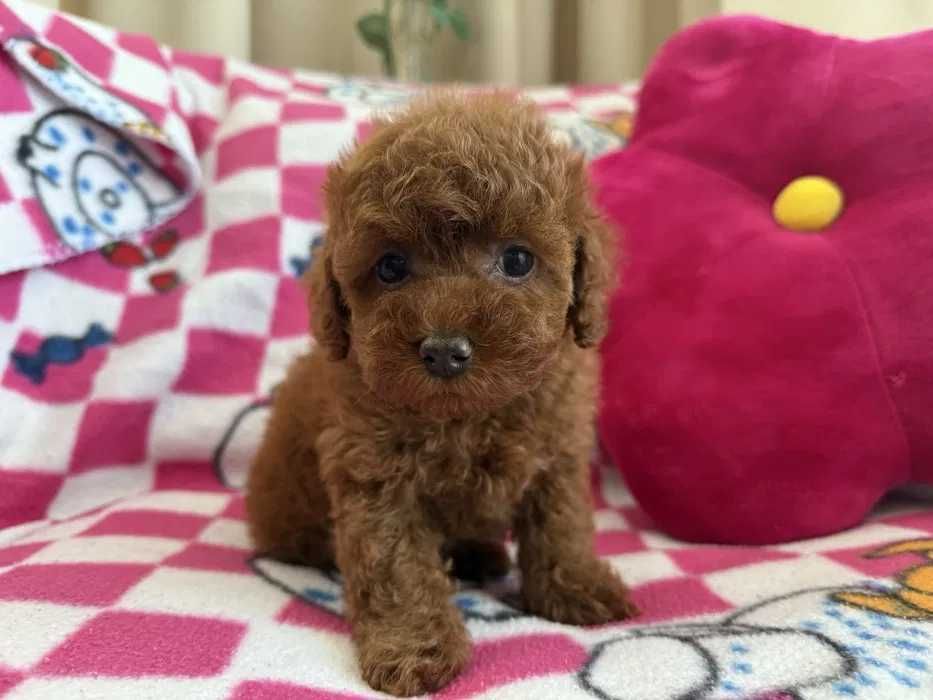 Poodle red disponível