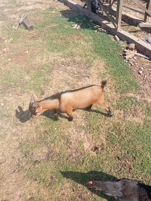 Cabras anas machos