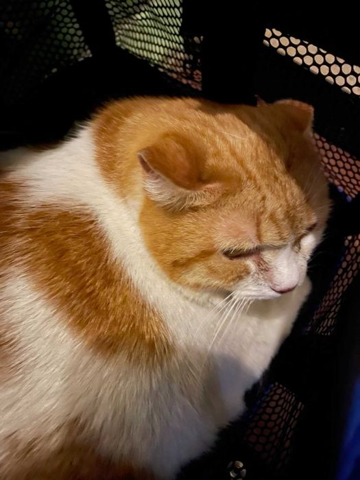 Отдается очень спокойная кошечка