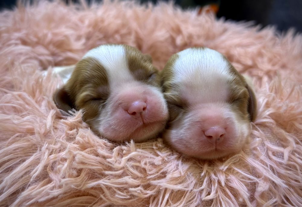 Кавалер Кінг Чарльз Спаніель КСУ