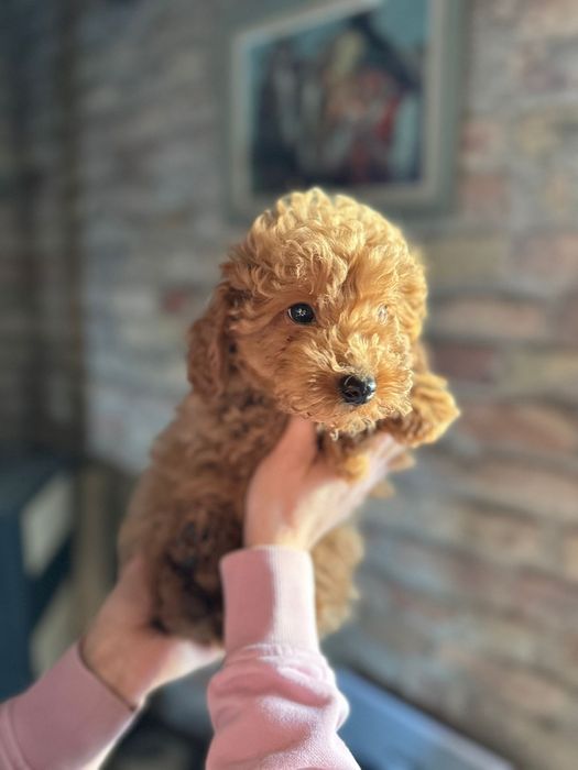 Suczka pudel toy płowa