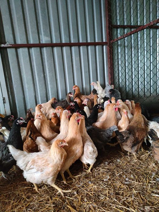 Kurki. Kury nioski, młode.Rosa.  Kury Green shell  (Słupca Ceglana)