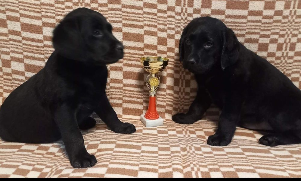 Элитные щенки питомника Лабрадор Ретривер